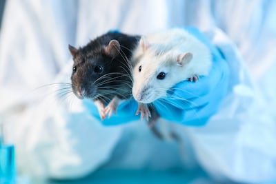 EMA Looks To Virtual Control Groups To Reduce Animal Testing In Drug Development