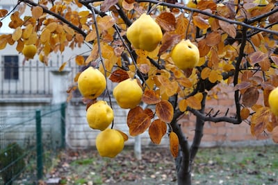 Quince Therapeutics’ Fruit Spoils As Phase III A-T Study Falls To Ground