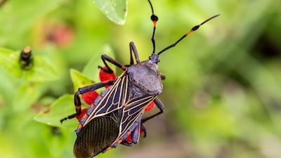 Shorter Treatment Time For Chagas Could Blunt Kissing Bug Disease