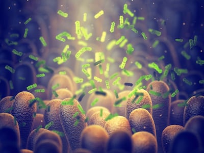 No Evidence To Support Probiotics For Gut Microbiota Recovery After Antibiotics