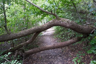 PDUFA VIII Could Boost US FDA Biomarker Qualification Program Resources, Incentives 