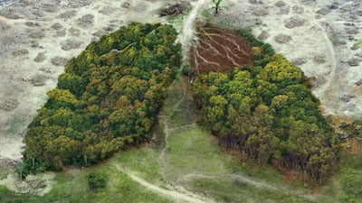 EU Deforestation Law: Parliament Votes For Delay For All Manufacturers Until End Of 2026
