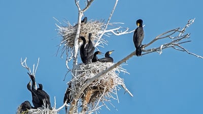 ‘The Place to Be’: How Real-World Evidence (And NEST) Are Reshaping Device Submissions