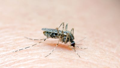 Bavarian Nordic Has Age Advantage For Chikungunya Vaccine, For Now 