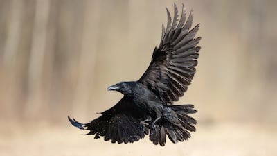 Analysts Crow About Potential Of Corvus Pill To Beat Dupixent