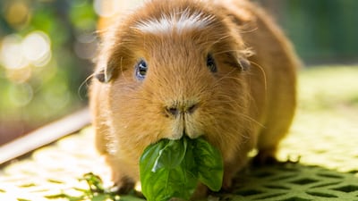 Dermanostic: A Legal Guinea Pig Impacted By MDR’s Regulatory Gaps?