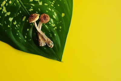 Trump Executive Order Supercharges Psychedelic Sector, With Psilocybin At Head Of The Line