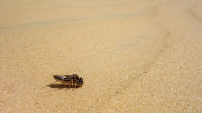 EMA Decision Time For Single-Dose Sleeping Sickness Drug Acoziborole