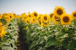 Ovid CEO Meg Alexander Takes The Helm In Time To Harvest Growing Blooms